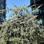 Apple iPhone 17: 12MP main camera 2x zoom samples - f/1.6, ISO 32, 1/1422s